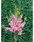 Prunus persica var. nucipersica ‘Lola’